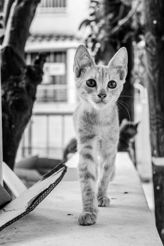 Illustration de l'article : 14 photos en noir et blanc de chats errants au regard envoûtant