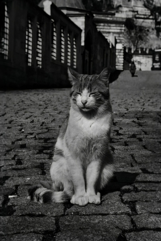 Illustration de l'article : 14 photos en noir et blanc de chats errants au regard envoûtant