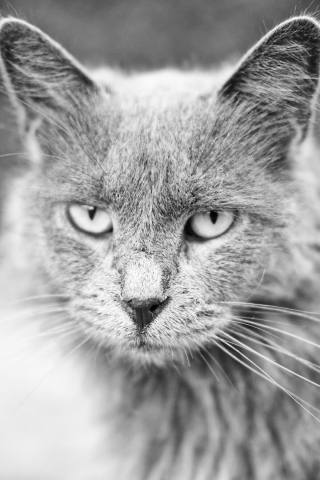 Illustration de l'article : 14 photos en noir et blanc de chats errants au regard envoûtant