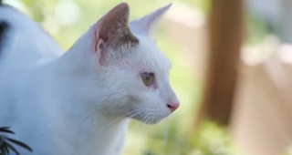 Illustration de l'article : "Cat Island", un îlot transformé en sanctuaire pour chats errants