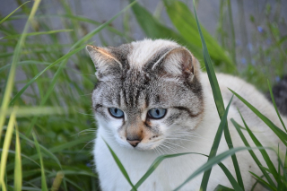 Illustration de l'article : Disparue un an plus tôt, une chatte refait surface à 45 km de chez elle