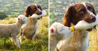 Illustration de l'article : 11 photos touchantes d'animaux amis bien qu'appartenant à des espèces différentes