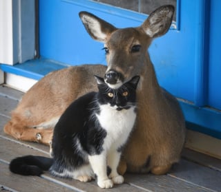 Illustration de l'article : 11 photos touchantes d'animaux amis bien qu'appartenant à des espèces différentes