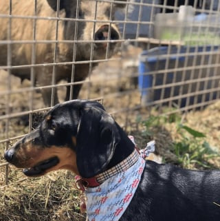 Illustration de l'article : 11 photos touchantes d'animaux amis bien qu'appartenant à des espèces différentes