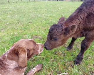 Illustration de l'article : 11 photos touchantes d'animaux amis bien qu'appartenant à des espèces différentes