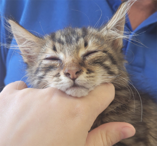 Illustration de l'article : Ce chaton perdu et apeuré a fait une belle frayeur à ses sauveteurs en sautant de 10 mètres de haut : un pompier le rattrape in extremis