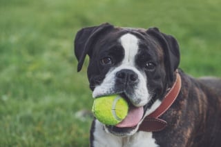 Illustration de l'article : Un chien empêche un individu de le voler lors de sa promenade, la police lance un appel à témoin