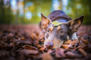 Illustration de l'article : 20 photos de chiens dont la joie de vivre est exacerbée par l'atmosphère particulière de l'automne
