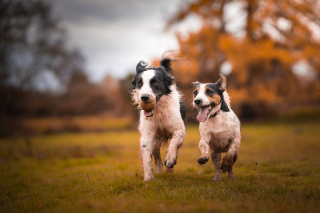 Illustration de l'article : 20 photos de chiens dont la joie de vivre est exacerbée par l'atmosphère particulière de l'automne