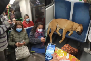 Illustration de l'article : Un chien s'endort sur 2 sièges dans un métro plein, mais personne ne vient le déranger (vidéo)