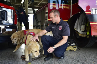 Illustration de l'article : Des chiens de thérapie au service de ceux qui sauvent des vies au quotidien
