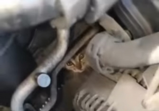 Illustration de l'article : Une policière aide un automobiliste à libérer un chat coincé dans son moteur et tombe sous le charme du félin (vidéo)