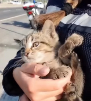 Illustration de l'article : Une policière aide un automobiliste à libérer un chat coincé dans son moteur et tombe sous le charme du félin (vidéo)