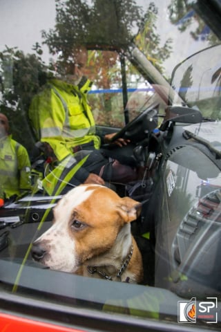 Illustration de l'article : Un chien tombé dans un fleuve risque l'hypothermie, les pompiers interviennent en urgence 