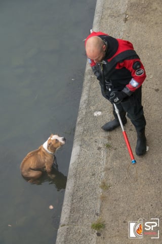 Illustration de l'article : Un chien tombé dans un fleuve risque l'hypothermie, les pompiers interviennent en urgence 