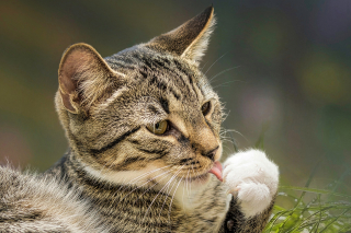 Illustration de l'article : Hausse des prix sur le marché des animaux de compagnie : comment baisser la facture ?