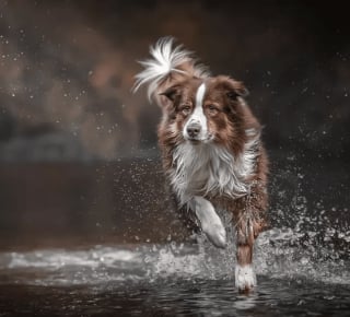 Illustration de l'article : 17 photos de chiens faisant étalage de leurs talents d'athlètes