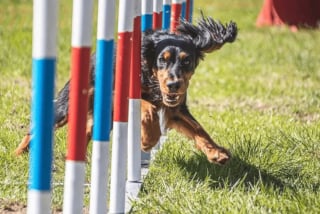 Illustration de l'article : 17 photos de chiens faisant étalage de leurs talents d'athlètes