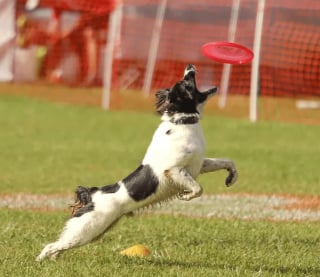 Illustration de l'article : 17 photos de chiens faisant étalage de leurs talents d'athlètes