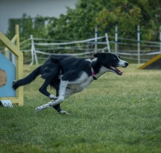 Illustration de l'article : 17 photos de chiens faisant étalage de leurs talents d'athlètes