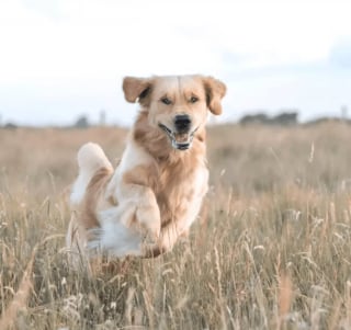 Illustration de l'article : 17 photos de chiens faisant étalage de leurs talents d'athlètes