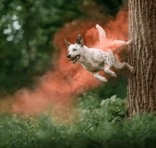 Illustration de l'article : 17 photos de chiens faisant étalage de leurs talents d'athlètes