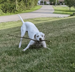 Illustration de l'article : 17 photos de chiens faisant étalage de leurs talents d'athlètes