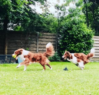 Illustration de l'article : 17 photos de chiens faisant étalage de leurs talents d'athlètes