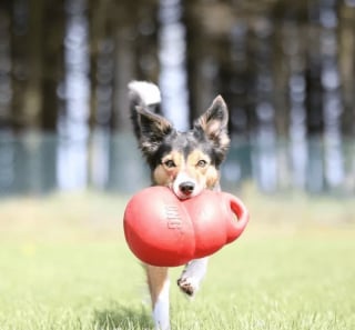 Illustration de l'article : 17 photos de chiens faisant étalage de leurs talents d'athlètes