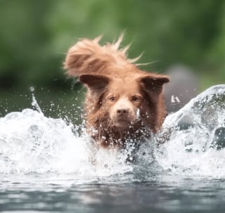 Illustration de l'article : 17 photos de chiens faisant étalage de leurs talents d'athlètes