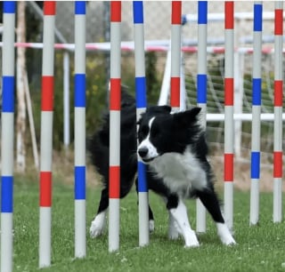 Illustration de l'article : 17 photos de chiens faisant étalage de leurs talents d'athlètes