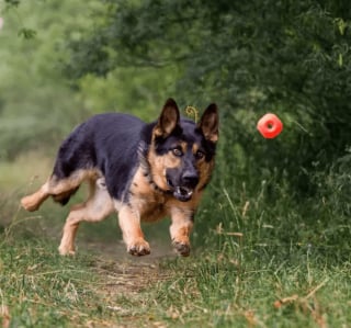 Illustration de l'article : 17 photos de chiens faisant étalage de leurs talents d'athlètes