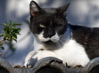 Illustration de l'article : Un SOS lancé pour sauver un chat bloqué sur le toit d'une maison, un couvreur y répond