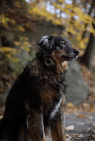 Illustration de l'article : 20 photos avant et après de chiens dont la beauté n'a fait que s'amplifier avec l'âge