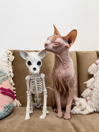 Illustration de l'article : Elle achète un squelette de chat en guise de déco d'Halloween, son Sphynx décide d'en faire son nouvel ami