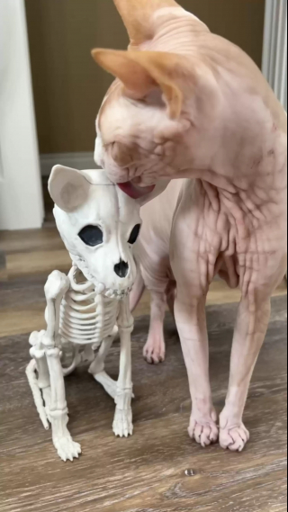 Illustration de l'article : Elle achète un squelette de chat en guise de déco d'Halloween, son Sphynx décide d'en faire son nouvel ami