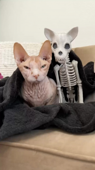 Illustration de l'article : Elle achète un squelette de chat en guise de déco d'Halloween, son Sphynx décide d'en faire son nouvel ami