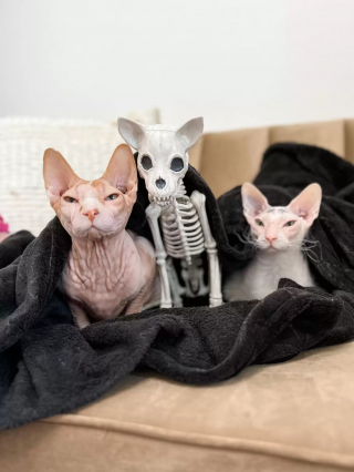 Illustration de l'article : Elle achète un squelette de chat en guise de déco d'Halloween, son Sphynx décide d'en faire son nouvel ami