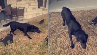 Illustration de l'article : L'incroyable attitude d'un chien pétrifié en découvrant les faux chats installés par sa famille dans le jardin (vidéo)