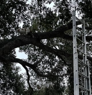 Illustration de l'article : "Nous sommes toujours là pour servir nos amis à 4 pattes" : les pompiers portent secours à un chat coincé en haut d'un arbre