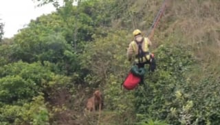 Illustration de l'article : Bloquée sur une falaise, une chienne grogne en voyant les pompiers approcher puis comprend qu’ils sont là pour l’aider