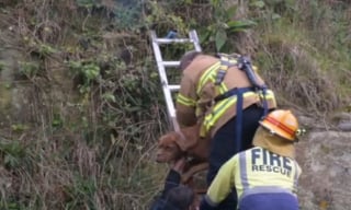 Illustration de l'article : Bloquée sur une falaise, une chienne grogne en voyant les pompiers approcher puis comprend qu’ils sont là pour l’aider