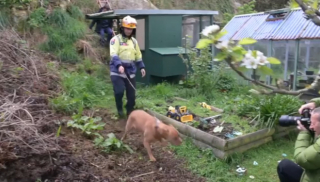 Illustration de l'article : Bloquée sur une falaise, une chienne grogne en voyant les pompiers approcher puis comprend qu’ils sont là pour l’aider