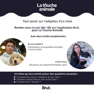 Illustration de l'article : Réussir l’adoption de son chiot et lui offrir la vie heureuse qu’il mérite, thème du 9e épisode de la Touche Animale