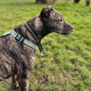 Illustration de l'article : Après 5 ans passé en refuge, ce chien ayant été anciennement maltraité a enfin droit au bonheur