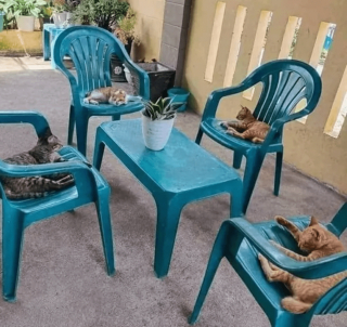 Illustration de l'article : 14 photos désopilantes de chats qui ne font décidément rien comme les autres