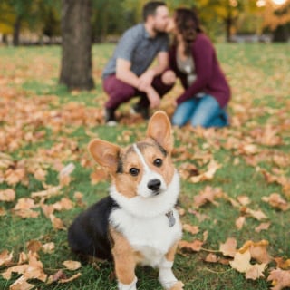 Illustration de l'article : 20 photos splendides de Corgis qui donnent raison aux inconditionnels de cette race