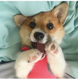 Illustration de l'article : 20 photos splendides de Corgis qui donnent raison aux inconditionnels de cette race