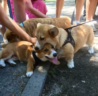 Illustration de l'article : 20 photos splendides de Corgis qui donnent raison aux inconditionnels de cette race