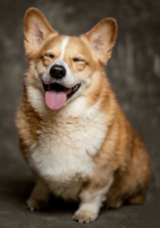 Illustration de l'article : 20 photos splendides de Corgis qui donnent raison aux inconditionnels de cette race